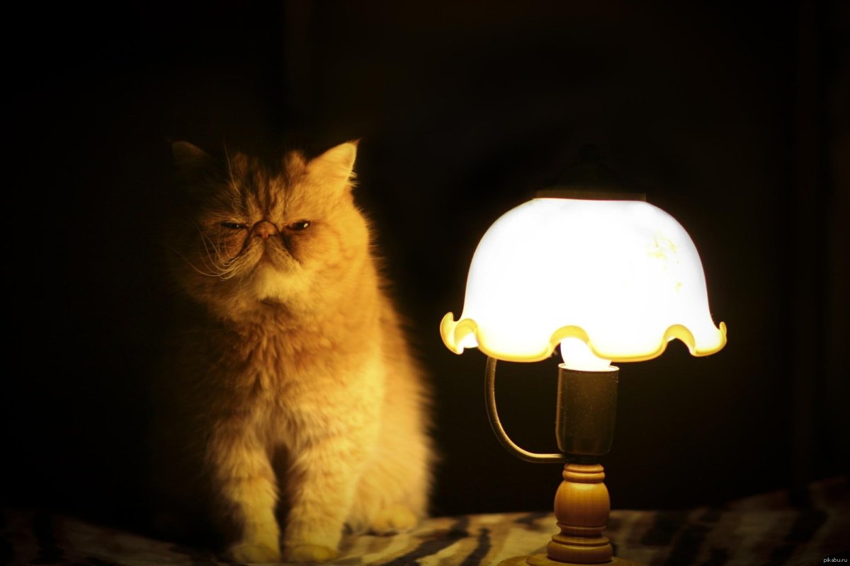 ФОТО: Кот с лампой 8