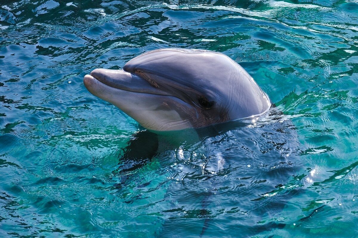 ФОТО: Бутылконосый Дельфин 6