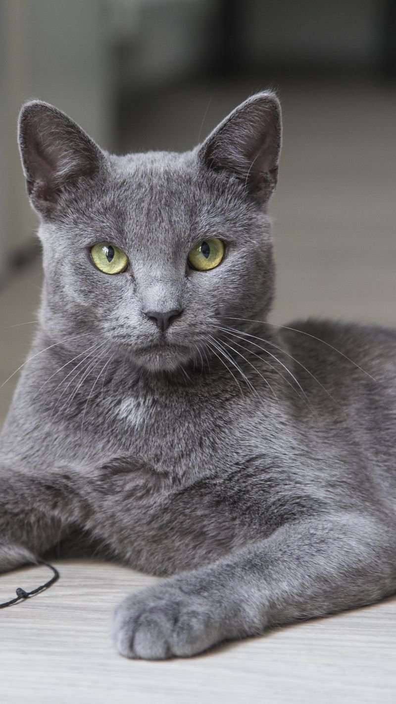 ФОТО: Сибирская голубая кошка 6