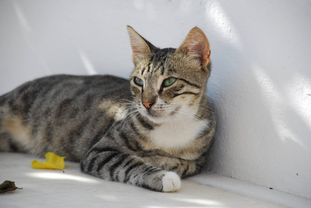 ФОТО: Бразильская короткошерстная кошка 6