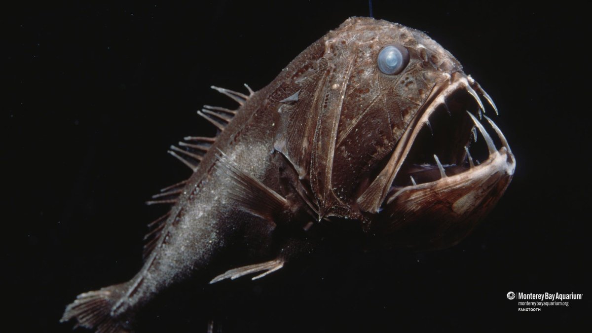 ФОТО: Глубоководные рыбы монстры 9