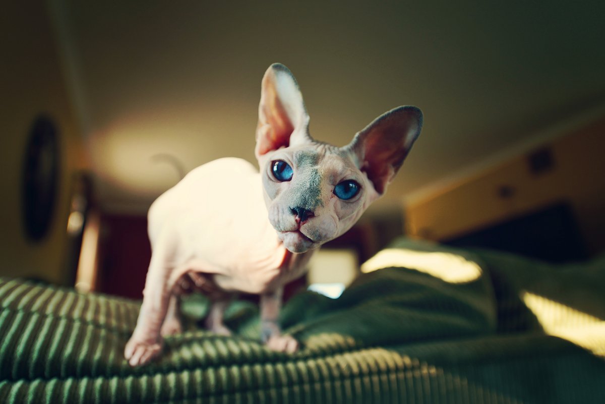 ФОТО: Лысая кошка сфинкс 10