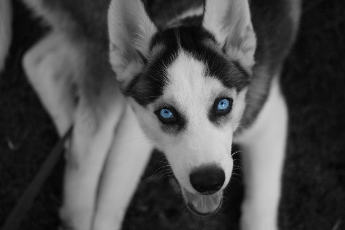 Черная собака с голубыми глазами (ФОТО) 10