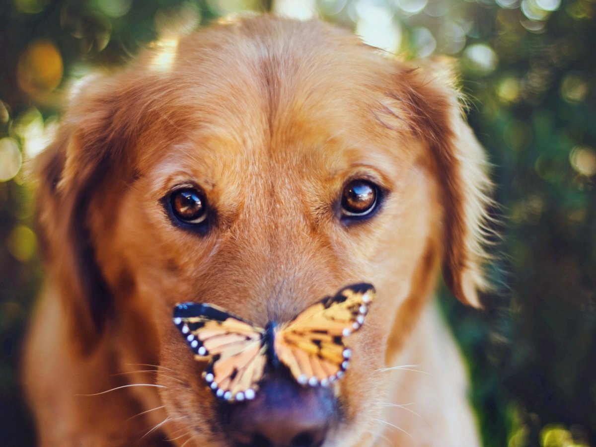Собака с бабочкой на носу (ФОТО) 5