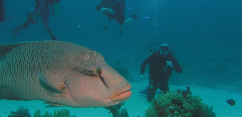 ФОТО: Рыба Наполеон в Египте