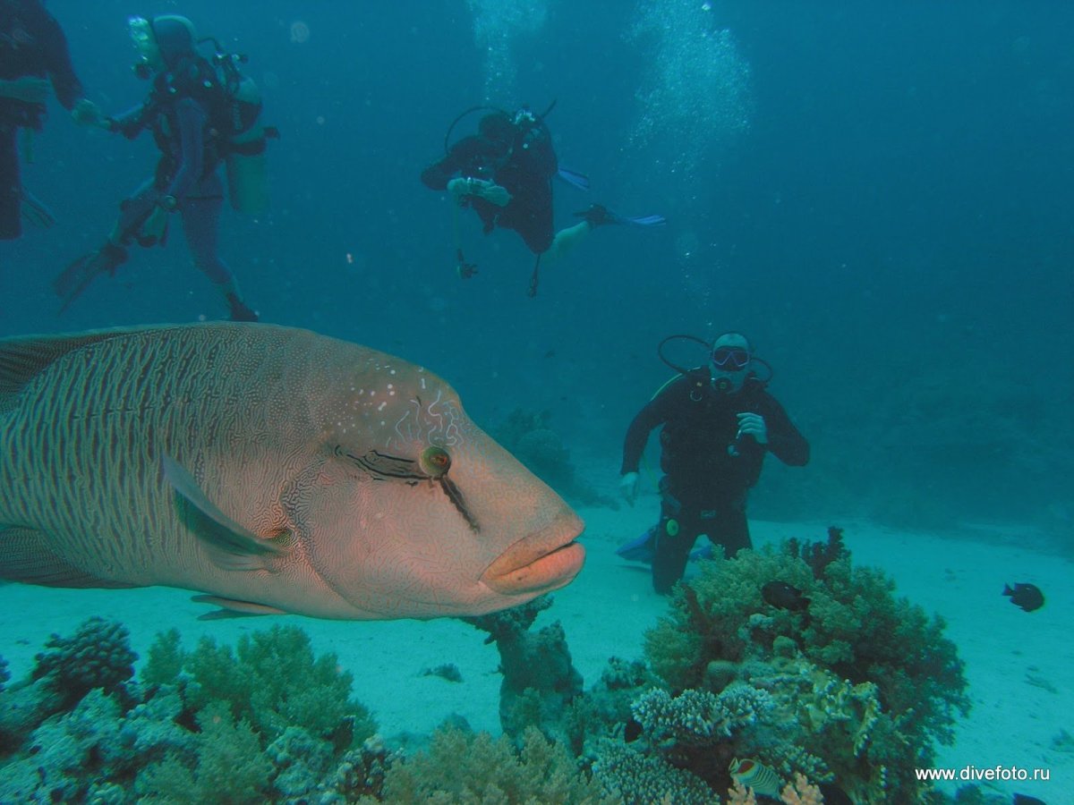 ФОТО: Рыба Наполеон в Египте 1