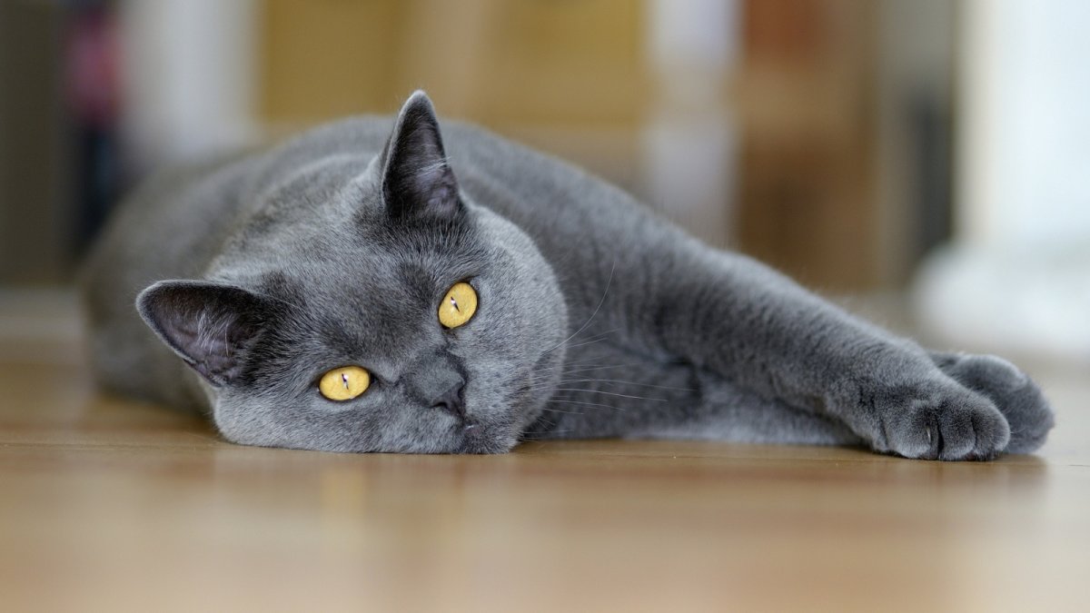 ФОТО: Британская короткошерстная кошка 8