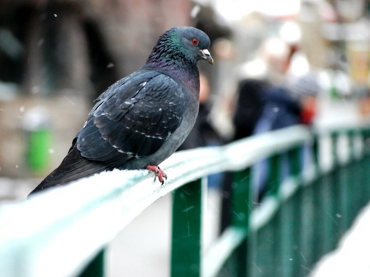 ФОТО: Почтовый голубь 2
