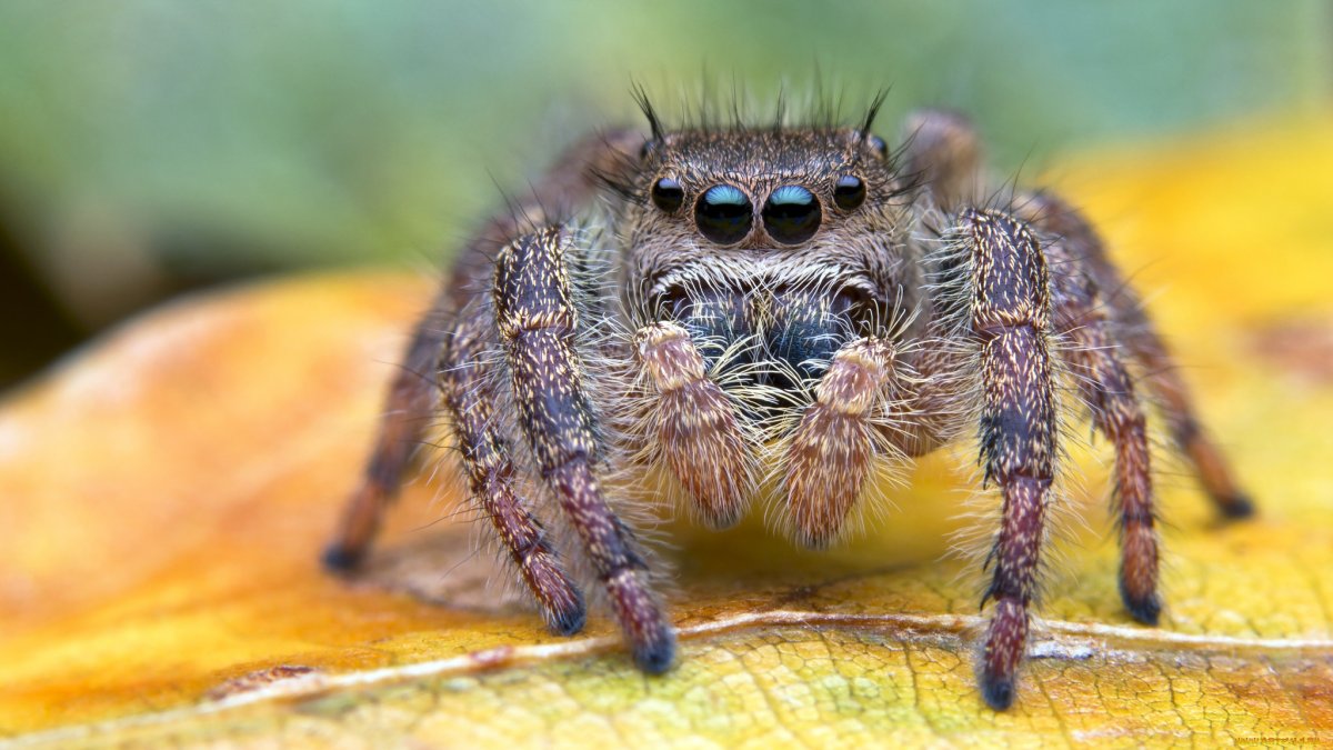 ФОТО: Самые страшные пауки 5