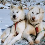 ФОТО: Гренландская ездовая собака 17