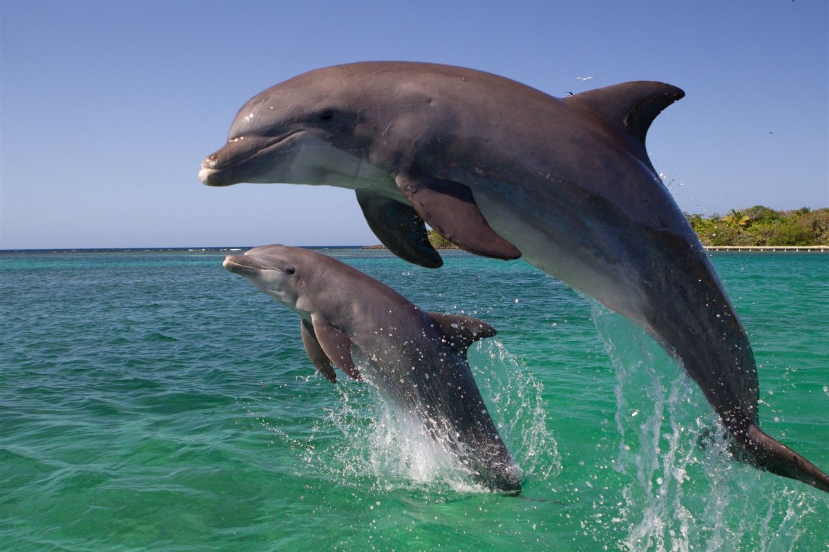 ФОТО: Дельфины черного моря 2