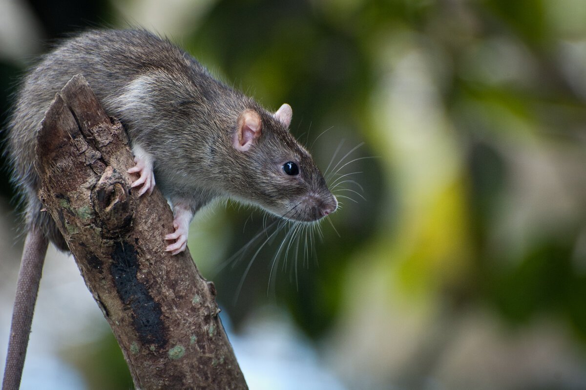 ФОТО: Серая крыса 1