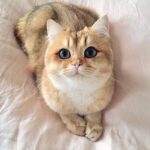 ФОТО: Милые породы кошек 45
