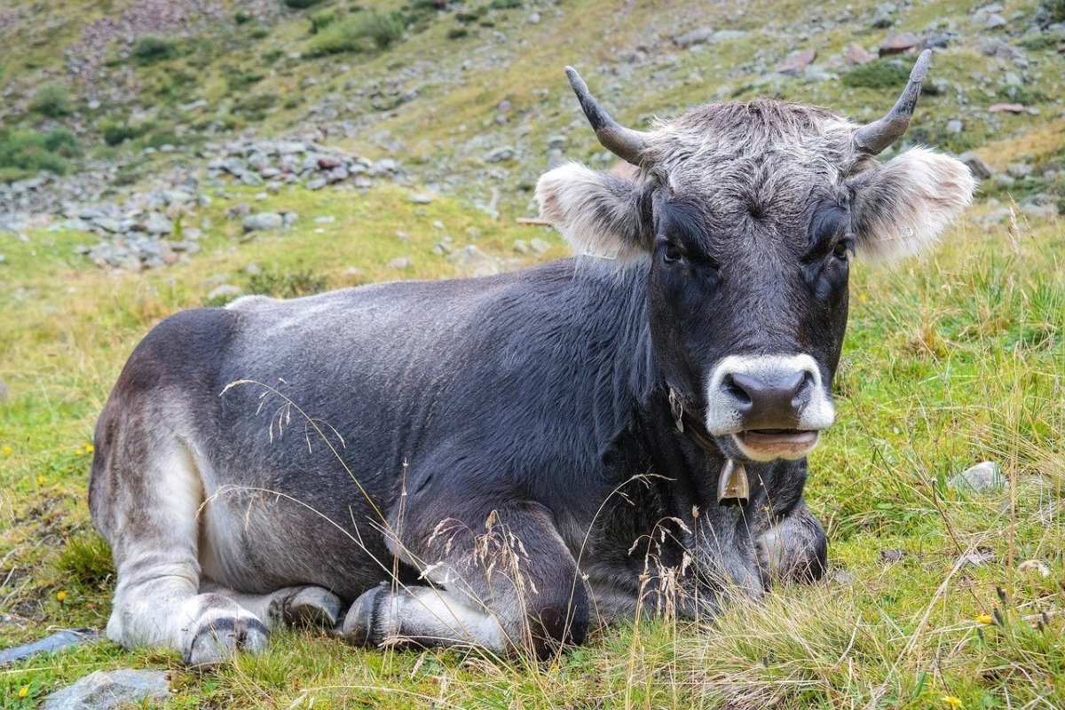 ФОТО: Серебристый бык 4