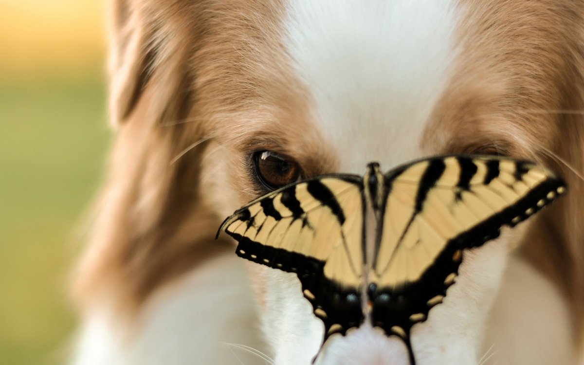 Собака с бабочкой на носу (ФОТО) 2