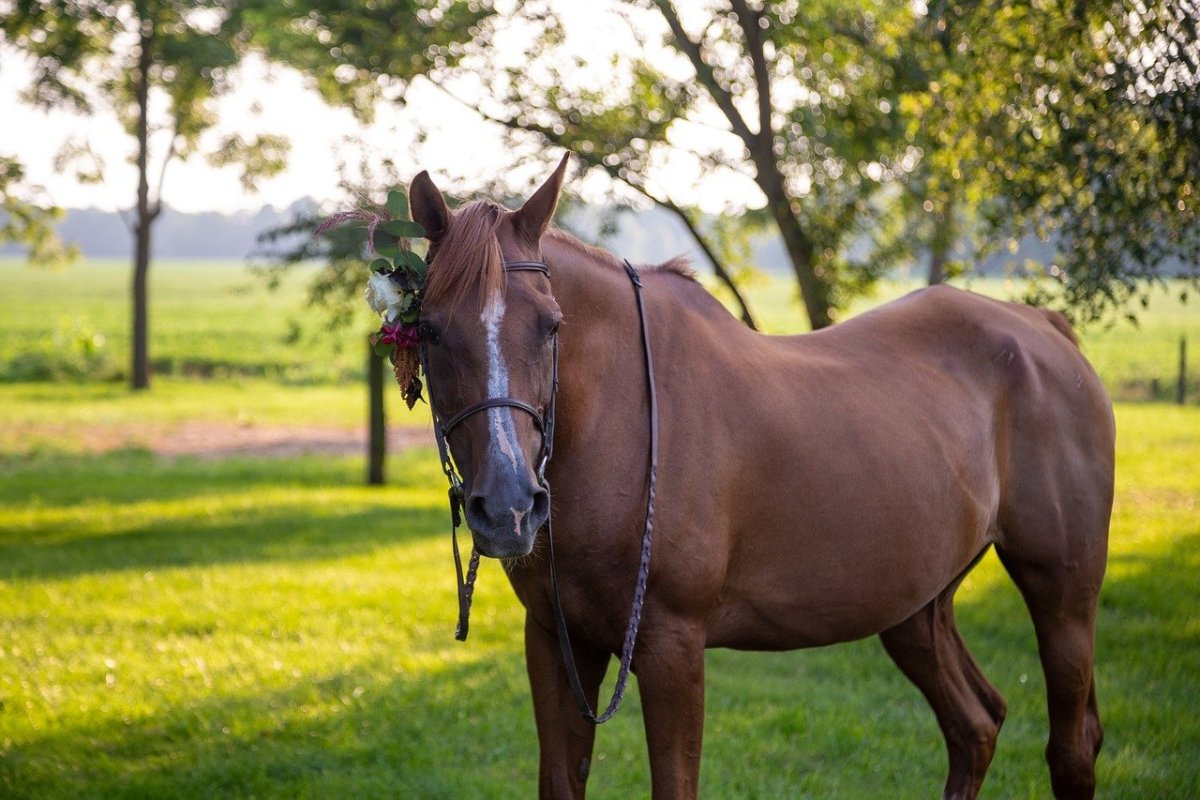 ФОТО: Каурая лошадь 7