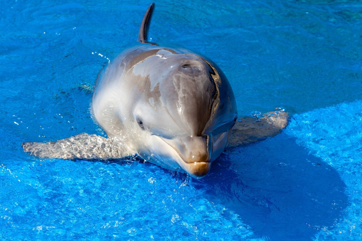 ФОТО: Бутылконосый Дельфин 7