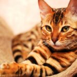 ФОТО: Популярные породы кошек 75