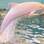 ФОТО: Розовые дельфины 14 отношения