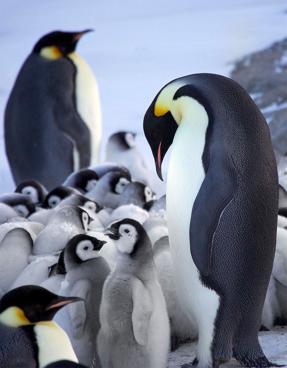ФОТО: Три пингвина 7