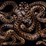 ФОТО: Клубок змей 27 фтоняшки