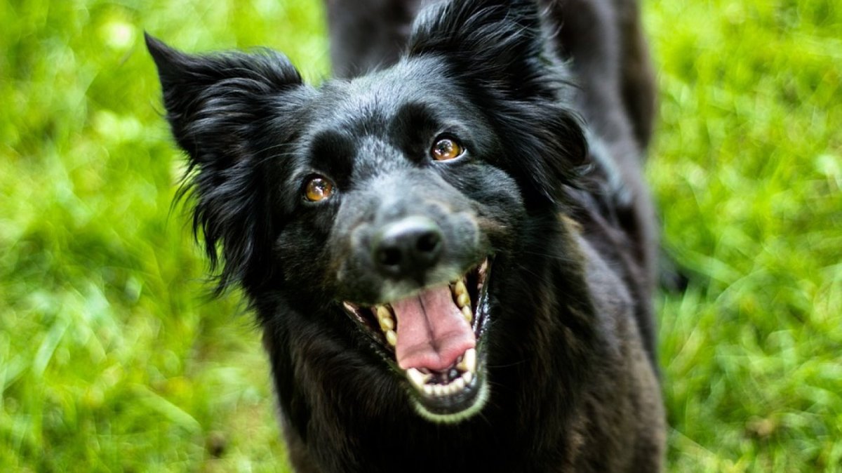ФОТО: Большая черная собака 10