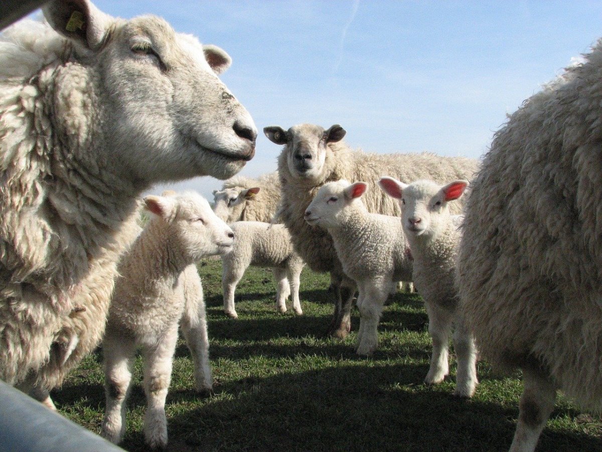 ФОТО: Белтекс овцы 3