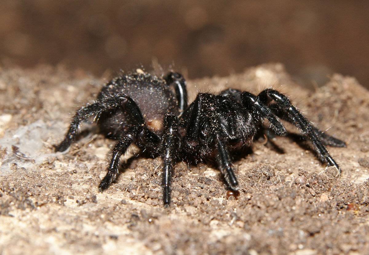 ФОТО: Сиднейский воронковый паук 3
