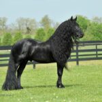 ФОТО: Найдорожчий кінь у світі 15