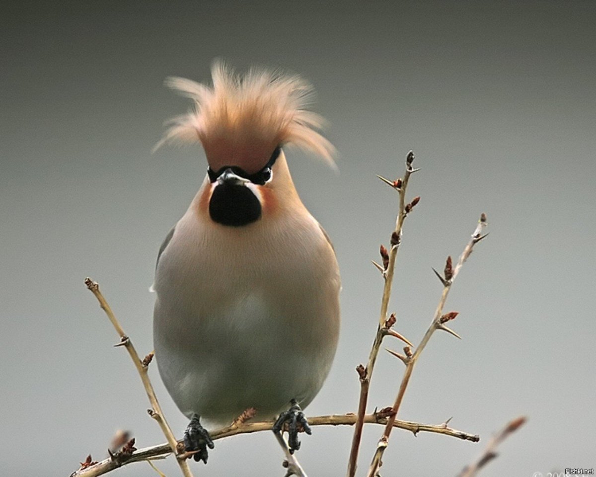 ФОТО: Птица с хохолком на голове 4
