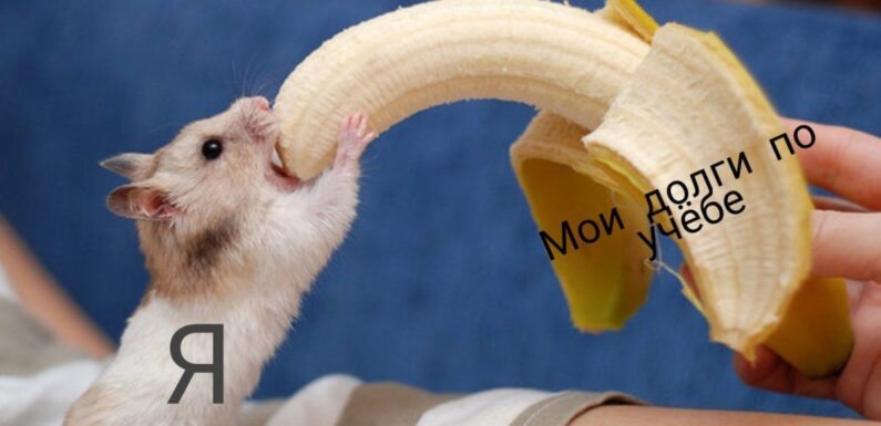 ФОТО: Хомяк и банан