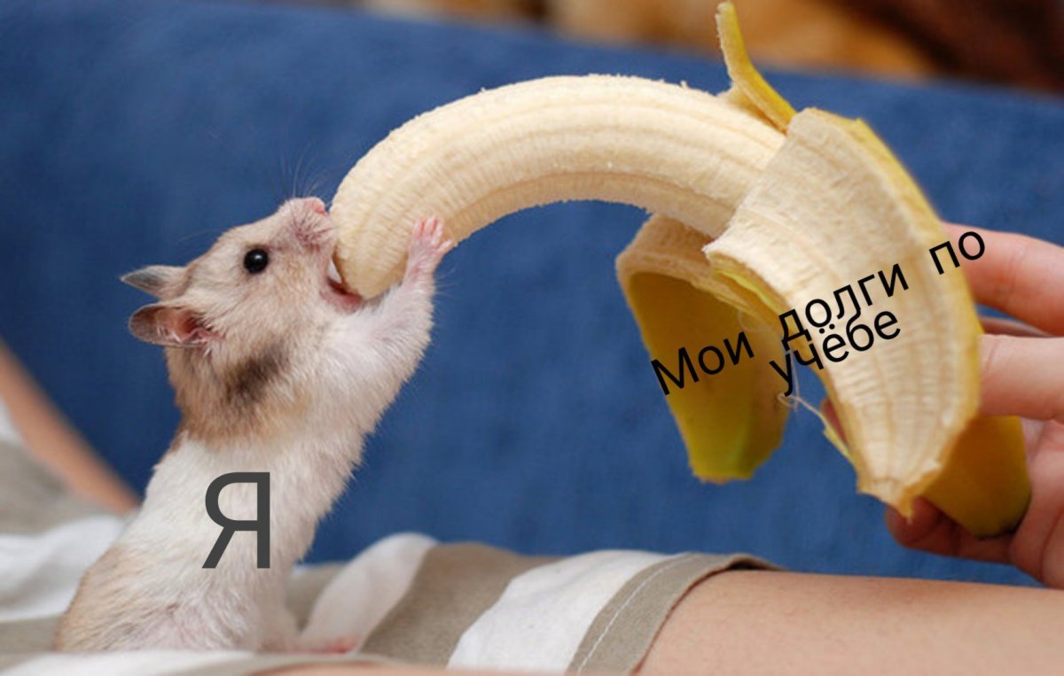 ФОТО: Хомяк и банан 1