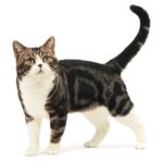 ФОТО: Американская жесткошерстная кошка 43 ретро