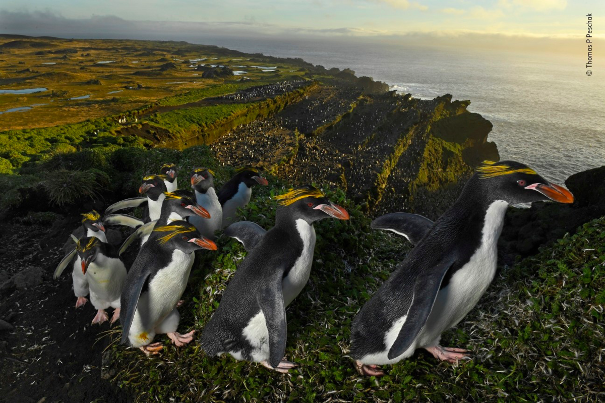 ФОТО: Виды пингвинов 2