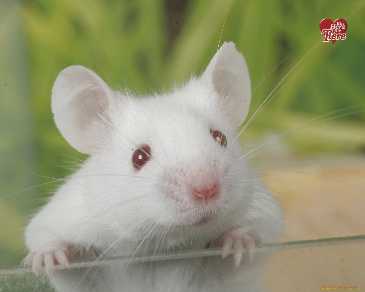 ФОТО: Белая мышь 3
