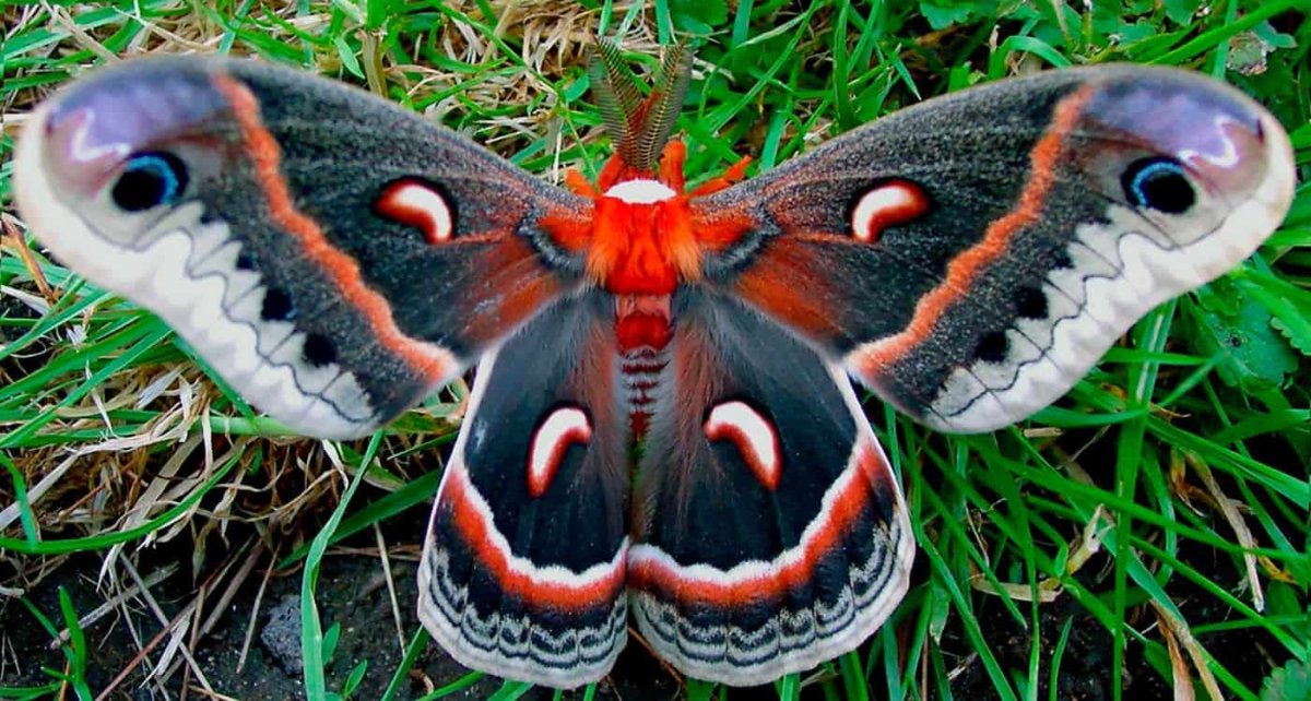 ФОТО: Бражник бабочка 10