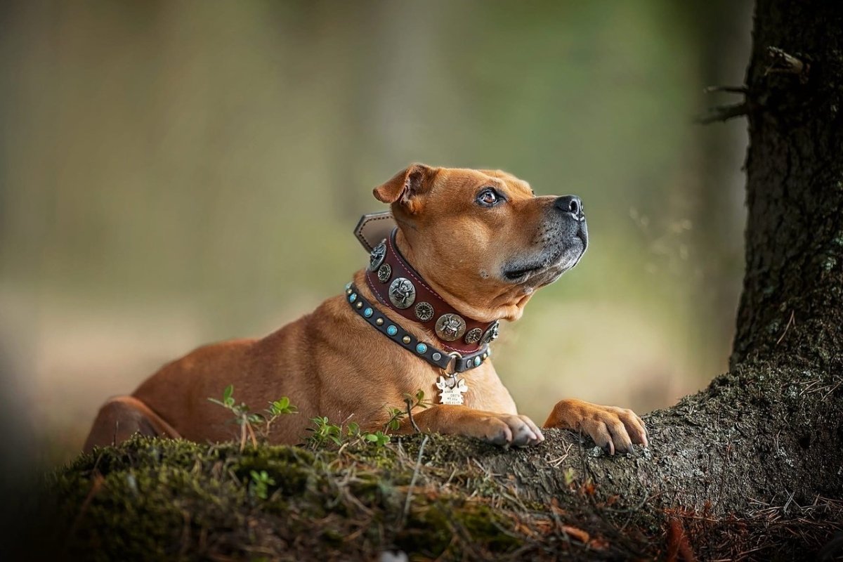 ФОТО: Собака славы мэрлоу 9
