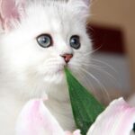 ФОТО: Очень красивые котики 33 Харлей Дэвидсон