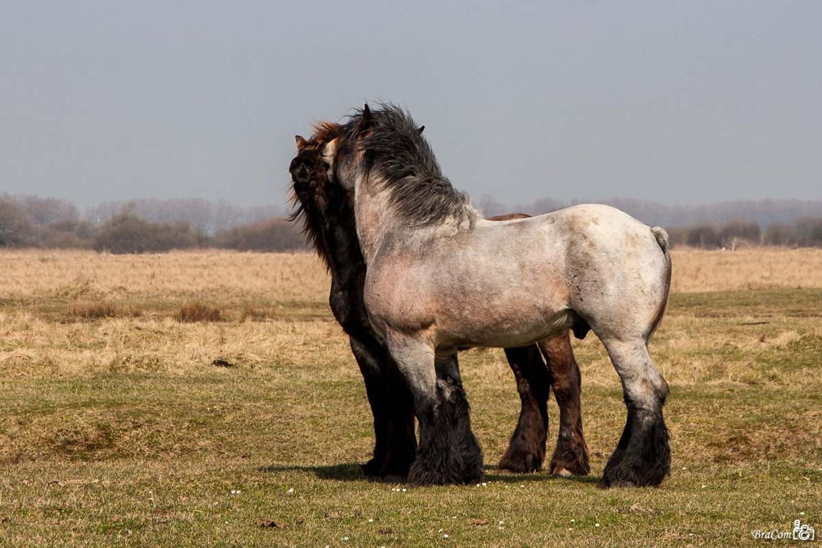 ФОТО: Голландская Ломовая лошадь 4