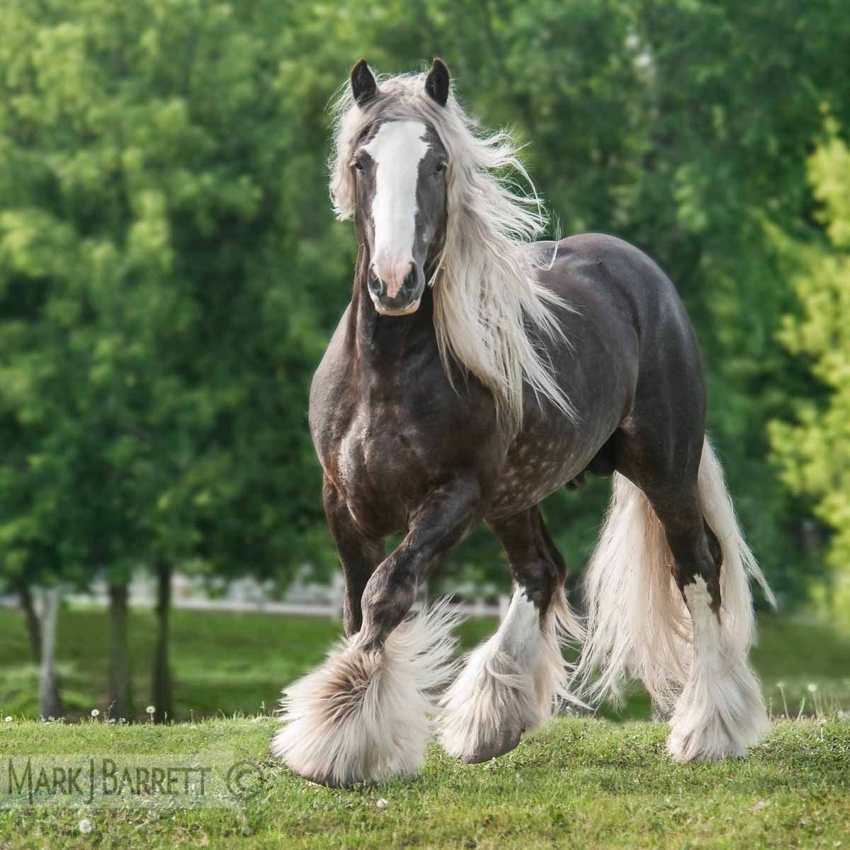 ФОТО: Богатырский конь 9