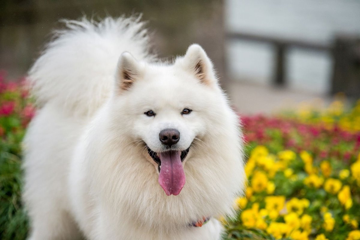 ФОТО: Большая белая пушистая собака 7