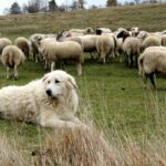 ФОТО: Шотландская собака пастух 16