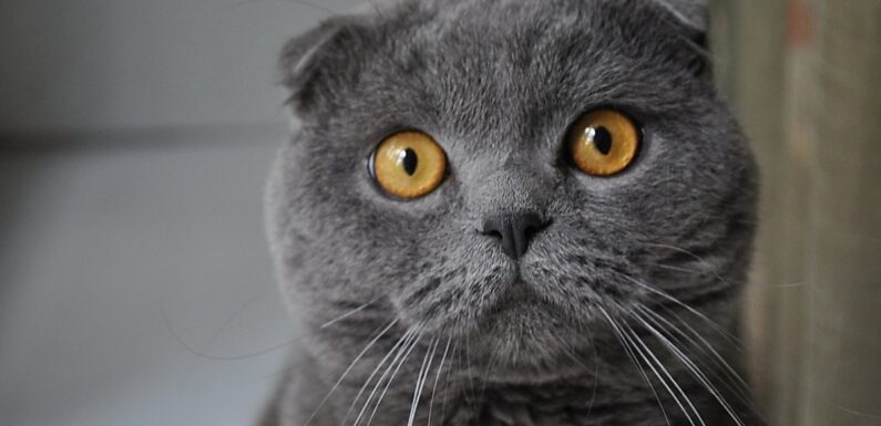 ФОТО: Британец кот вислоухий
