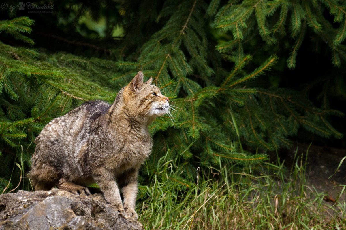 ФОТО: Лесной дикий кот 1
