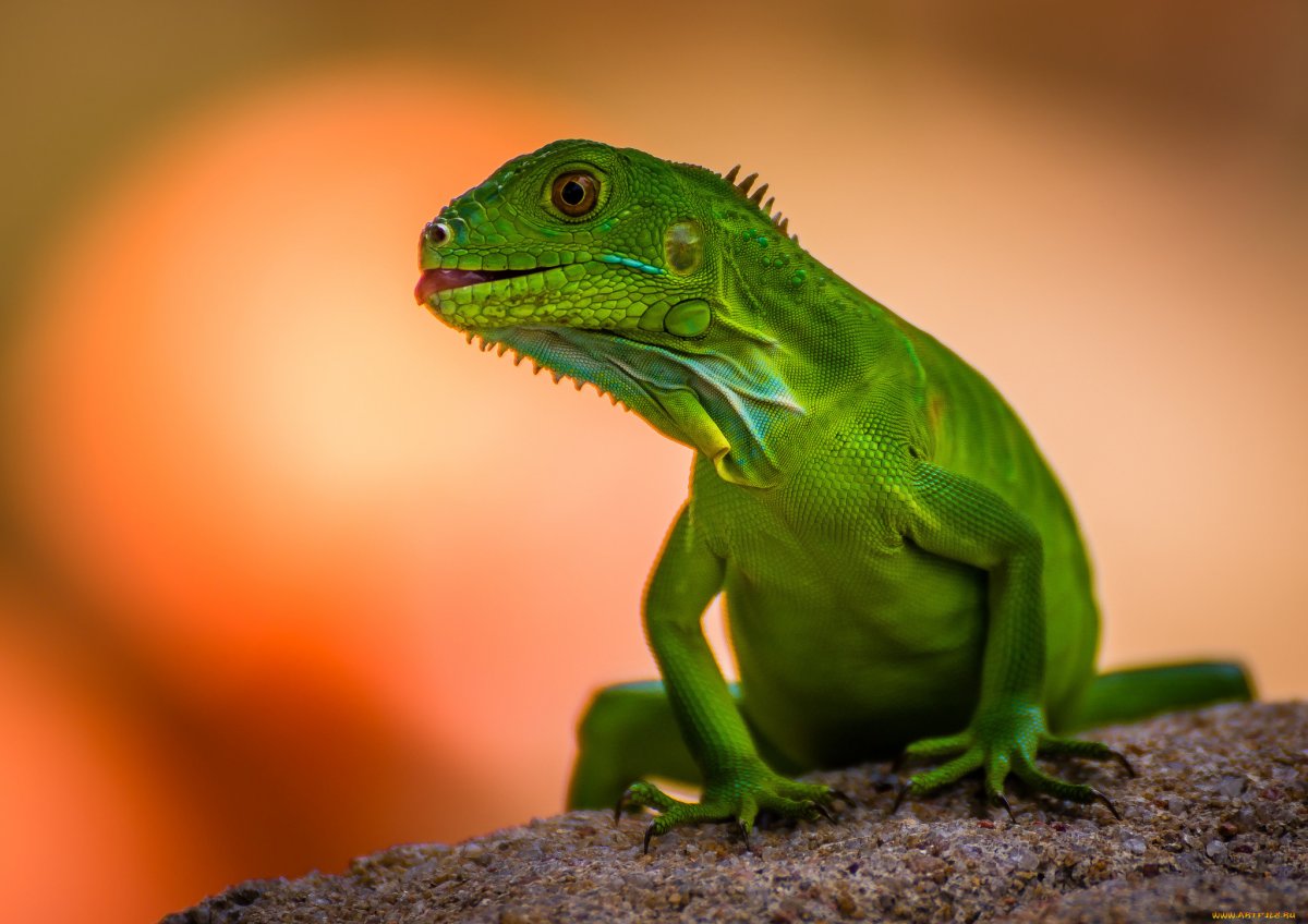 ФОТО: Зеленая ящерица 7