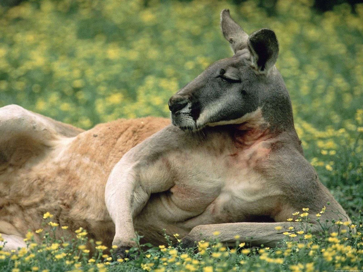 ФОТО: Накаченный кенгуру 1
