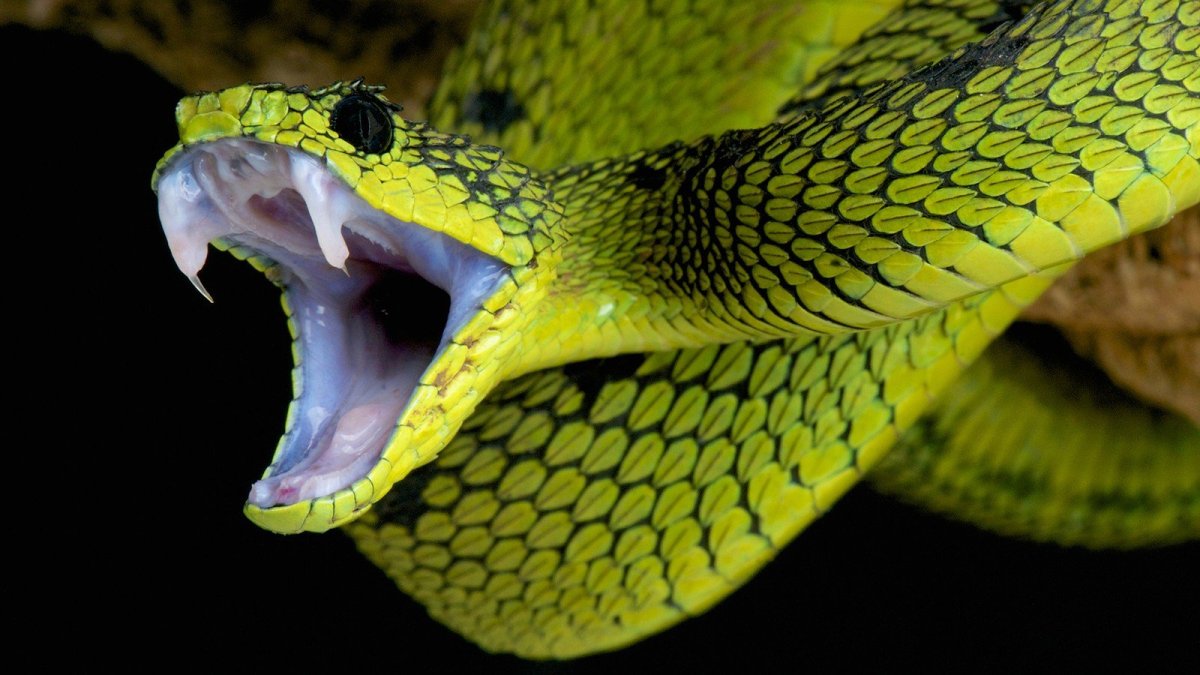 ФОТО: Самые ядовитые змеи в мире 9