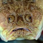 ФОТО: Рыба с человеческим лицом 20 Сальма Хайек