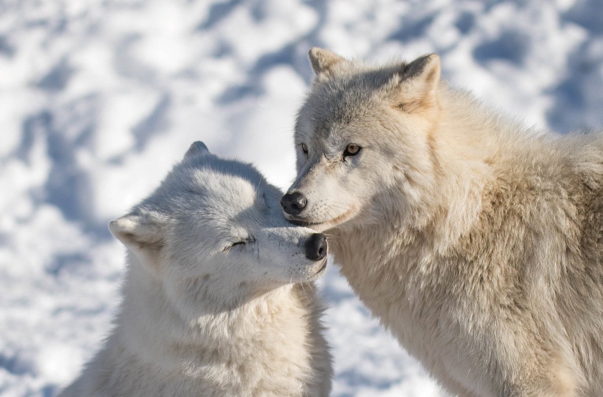 ФОТО: Арктический волк 8