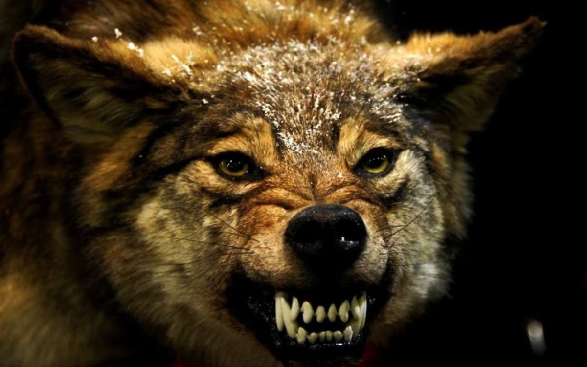 ФОТО: Волк в ярости 3